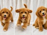 Cavapoo - nuotraukos Nr. 6