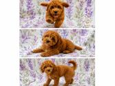 Cavapoo - nuotraukos Nr. 9