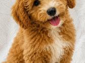 Cavapoo - nuotraukos Nr. 11