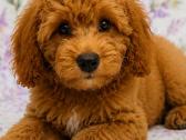 Cavapoo - nuotraukos Nr. 13