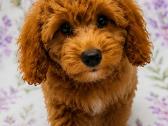 Cavapoo - nuotraukos Nr. 19