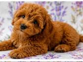 Cavapoo - nuotraukos Nr. 15