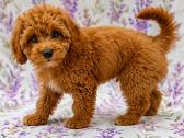 Cavapoo - nuotraukos Nr. 21