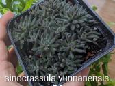 Sukulentai ceropegia, gasteria, haworthia ir kiti - nuotraukos Nr. 2