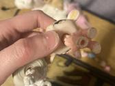 Littlestpetshop rinkinys - nuotraukos Nr. 2