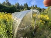 Dovanoju šiltnamį - nuotraukos Nr. 3