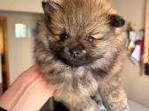 Parduodamos Pomeranijos špicų mergaitės - nuotraukos Nr. 3
