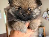 Parduodamos Pomeranijos špicų mergaitės - nuotraukos Nr. 4