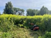 Sklypų valymas,žolės pjovimas,krūmų,medžių pjovima - nuotraukos Nr. 3
