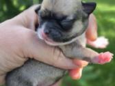 Chihuahua - nuotraukos Nr. 13