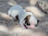 Chihuahua - nuotraukos Nr. 4