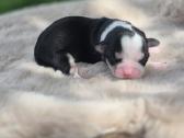 Chihuahua - nuotraukos Nr. 5
