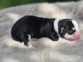 Chihuahua - nuotraukos Nr. 6