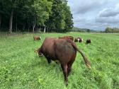 Parduodamas grynaveislis Hereford bulius reprodukt - nuotraukos Nr. 2
