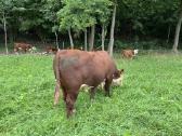 Parduodamas grynaveislis Hereford bulius reprodukt - nuotraukos Nr. 3