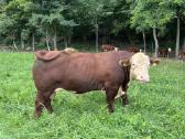 Parduodamas grynaveislis Hereford bulius reprodukt - nuotraukos Nr. 4