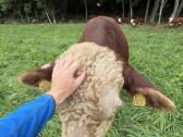 Parduodamas grynaveislis Hereford bulius reprodukt - nuotraukos Nr. 5