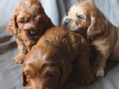 Cockapoo - nuotraukos Nr. 3