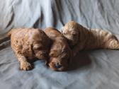 Cockapoo - nuotraukos Nr. 4