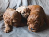 Cockapoo - nuotraukos Nr. 5