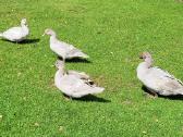 Parduodu antis - nuotraukos Nr. 2