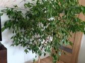 Parduodamas fikusas 170 cm - nuotraukos Nr. 2