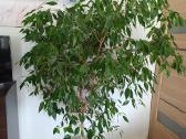 Parduodamas fikusas 170 cm - nuotraukos Nr. 3