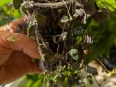 Sukulentai ceropegia, gasteria, haworthia ir kiti - nuotraukos Nr. 7