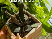 Sukulentai ceropegia, gasteria, haworthia ir kiti - nuotraukos Nr. 8