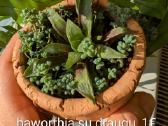 Sukulentai ceropegia, gasteria, haworthia ir kiti - nuotraukos Nr. 9