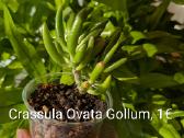 Sukulentai ceropegia, gasteria, haworthia ir kiti - nuotraukos Nr. 10