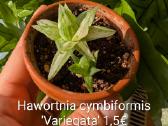 Sukulentai ceropegia, gasteria, haworthia ir kiti - nuotraukos Nr. 12