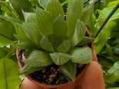 Sukulentai ceropegia, gasteria, haworthia ir kiti - nuotraukos Nr. 13