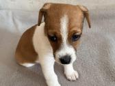 Jack Russell terjero dvi kalytės - nuotraukos Nr. 3