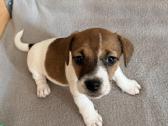 Jack Russell terjero dvi kalytės - nuotraukos Nr. 4
