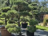 Bonsai.niwaki Juodoji pušis formuota lauko bonzai. - nuotraukos Nr. 2