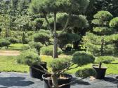 Bonsai.niwaki Juodoji pušis formuota lauko bonzai. - nuotraukos Nr. 3