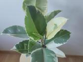 Ficus Elastica Tineke - nuotraukos Nr. 2