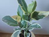 Ficus Elastica Tineke - nuotraukos Nr. 3