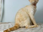 Devon Rex veislės katukas - nuotraukos Nr. 2