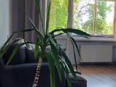 Nuoma studentams - nuotraukos Nr. 11