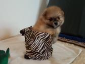 Pomeranijos nykštukinių špicai - nuotraukos Nr. 16