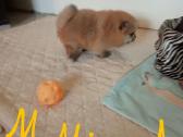 Pomeranijos nykštukinių špicai - nuotraukos Nr. 4