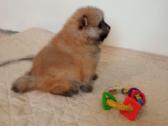 Pomeranijos nykštukinių špicai - nuotraukos Nr. 25