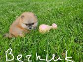 Pomeranijos nykštukinių špicai - nuotraukos Nr. 31