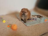 Pomeranijos nykštukinių špicai - nuotraukos Nr. 12