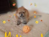 Pomeranijos nykštukinių špicai - nuotraukos Nr. 8