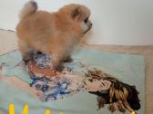 Pomeranijos nykštukinių špicai - nuotraukos Nr. 14