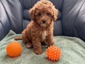 Maltipoo toypudel ir bisones suniukai - nuotraukos Nr. 4