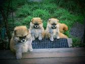 Pomeranijos nykštukinių špicai - nuotraukos Nr. 35